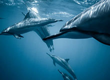 新疆多地打造青少年足球赛事IP “体育+”热潮涌动